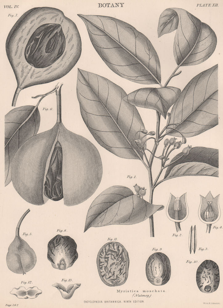 Myristica Moschata (Nutmeg) 1898 old antique vintage print picture